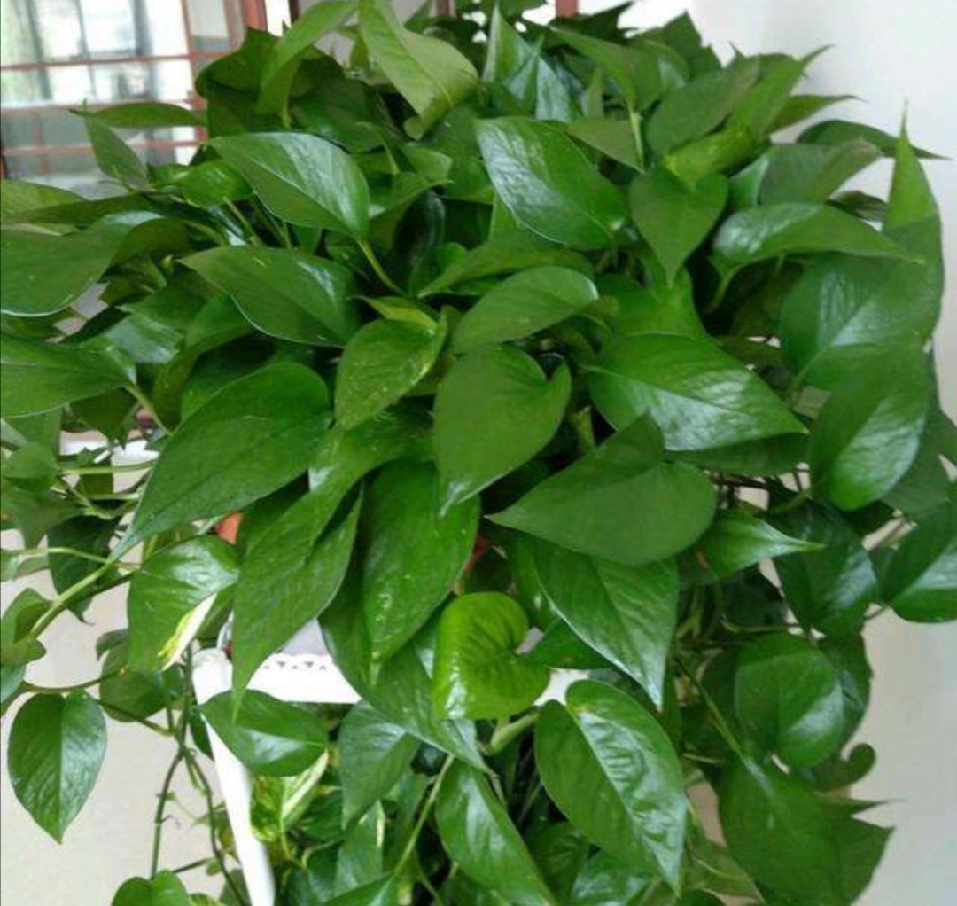 绿萝是很好养活的植物,绿萝的正确浇水方法你做对了吗