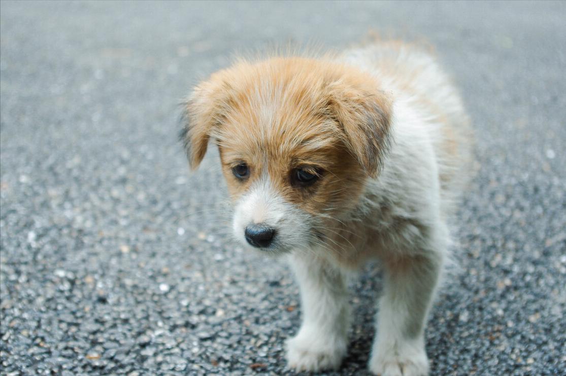 为啥不是所有的狗都适合当警犬,为什么大部分的狗不适合当警犬