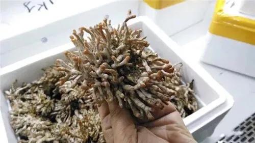 这种菌一带到广州一下子！鹿茸菌#2019生机大会#