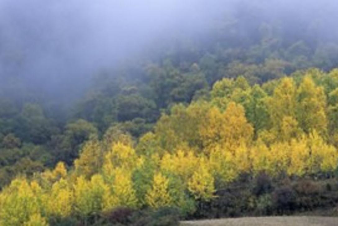 古代说的广东瘴气是什么,古代说的瘴气是什么