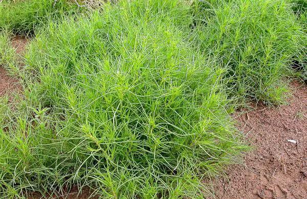 美国遭遇风滚草入侵,风滚草入侵中国后怎样了