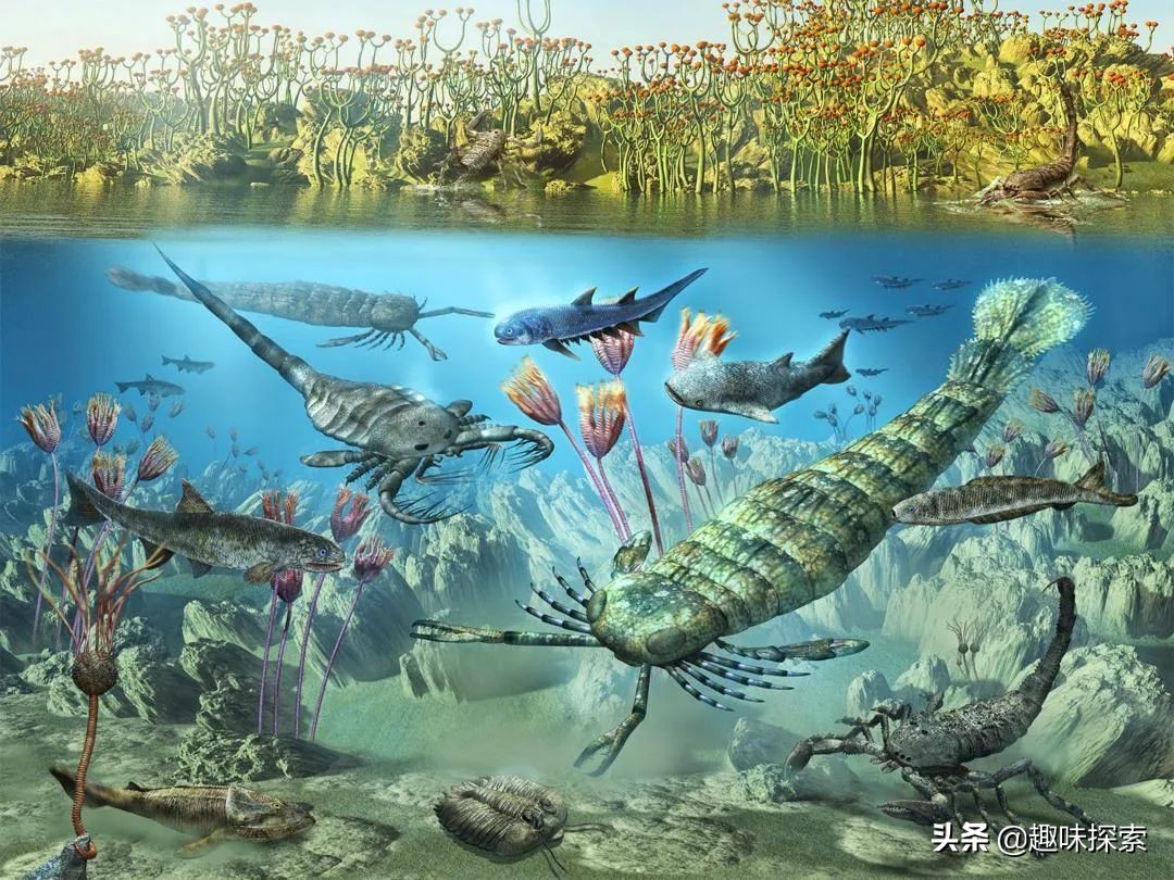 人类*亲近**存在阴茎骨，为何人类却褪去了，祖先经历了什么？