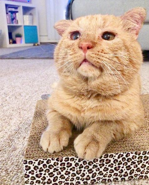 房东不准养猫谁能把猫领养,租房时房东不让养猫然后发了图片