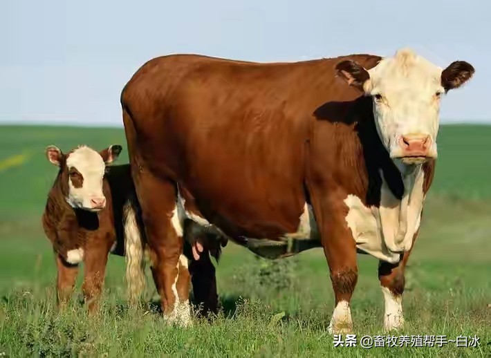 肉牛瘤胃酸中毒怎么治疗,牛羊酸中毒的症状和预防