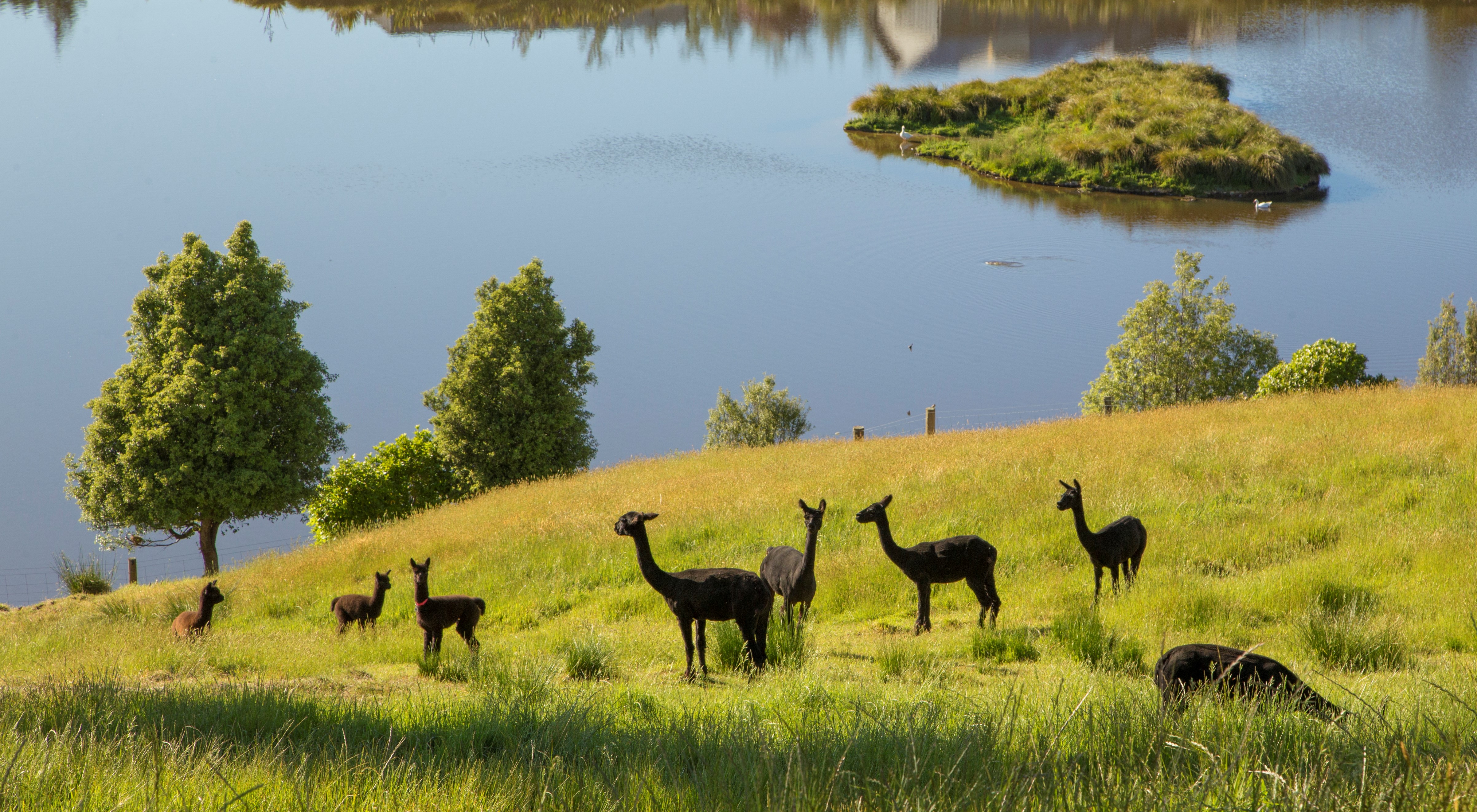 鍛嗚悓棰勮,鍛嗚悓缇婇┘鐢熸皵