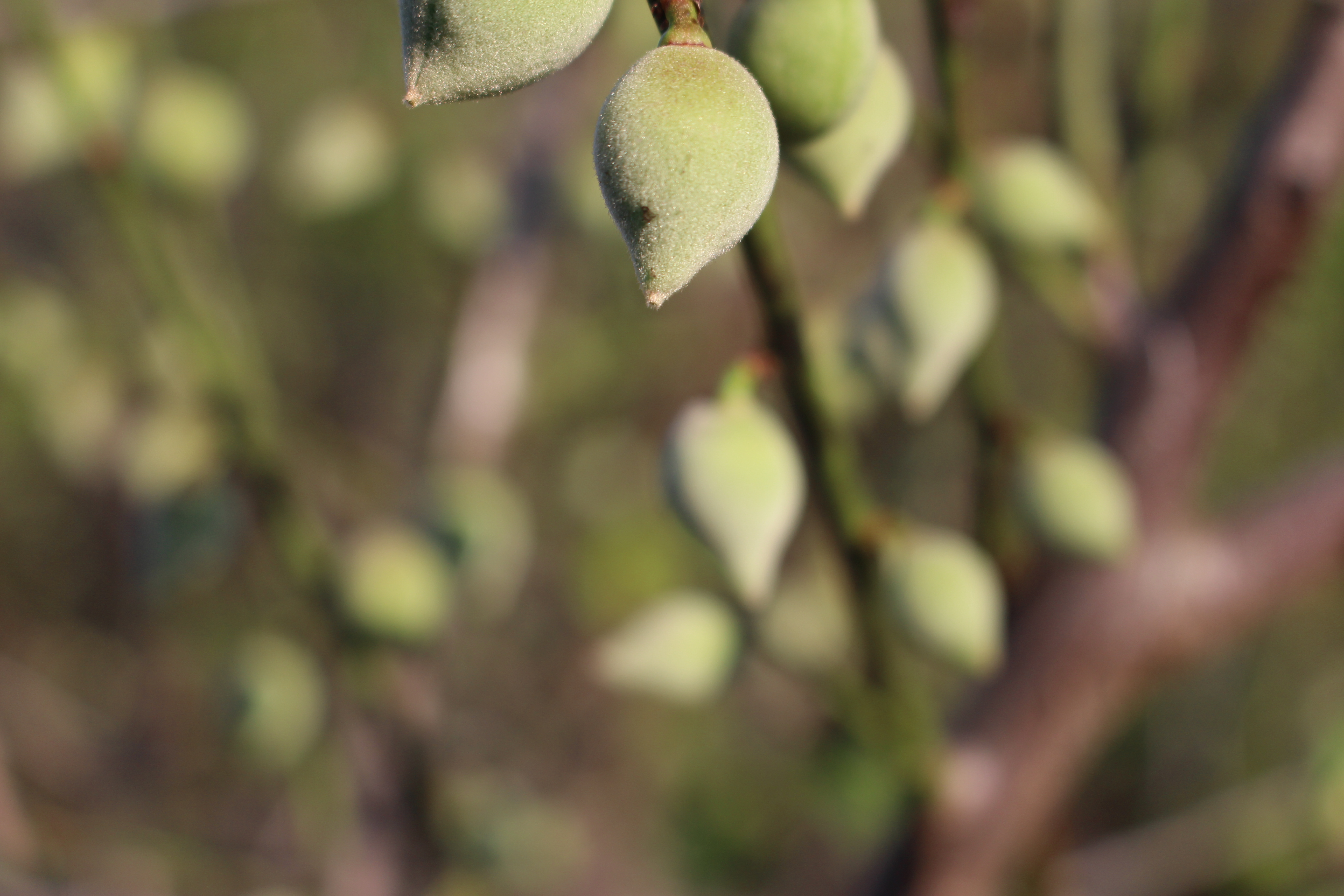 张廖官陂厚嗣坑的解字注释字面解读
