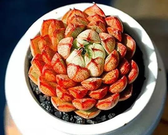 多肉红彤彤,彩色多肉褪色了怎么回事