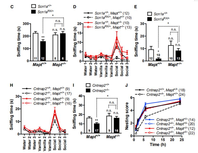 重磅研究成果!科学家在小鼠模型中发现改善自闭症核心症状新方法
