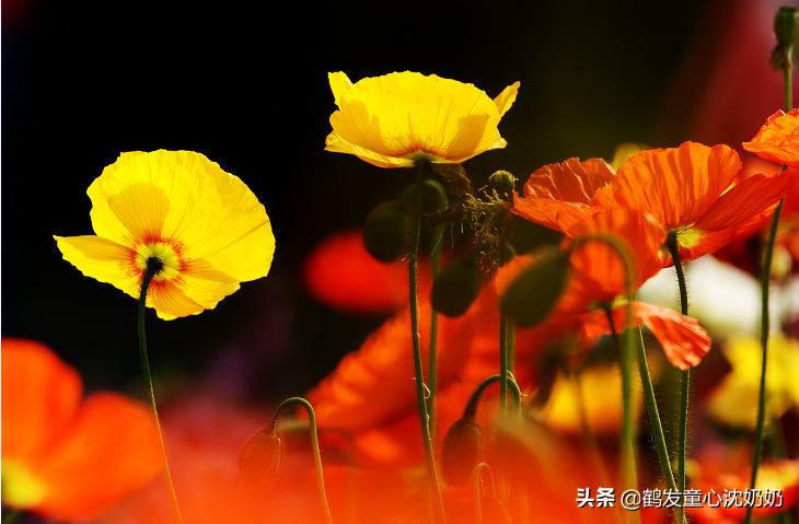 冷战后和女朋友道歉的话该怎么说,情侣冷战刚和好怎么化解尴尬