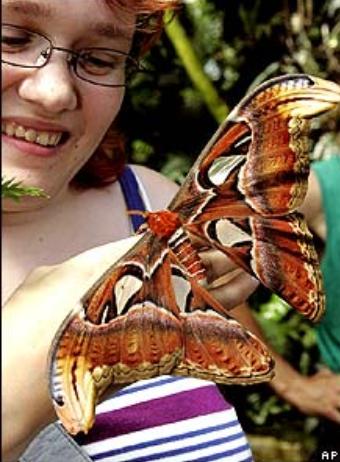 有哪些巨型飞蛾,云南现蛇纹巨型飞蛾有毒吗