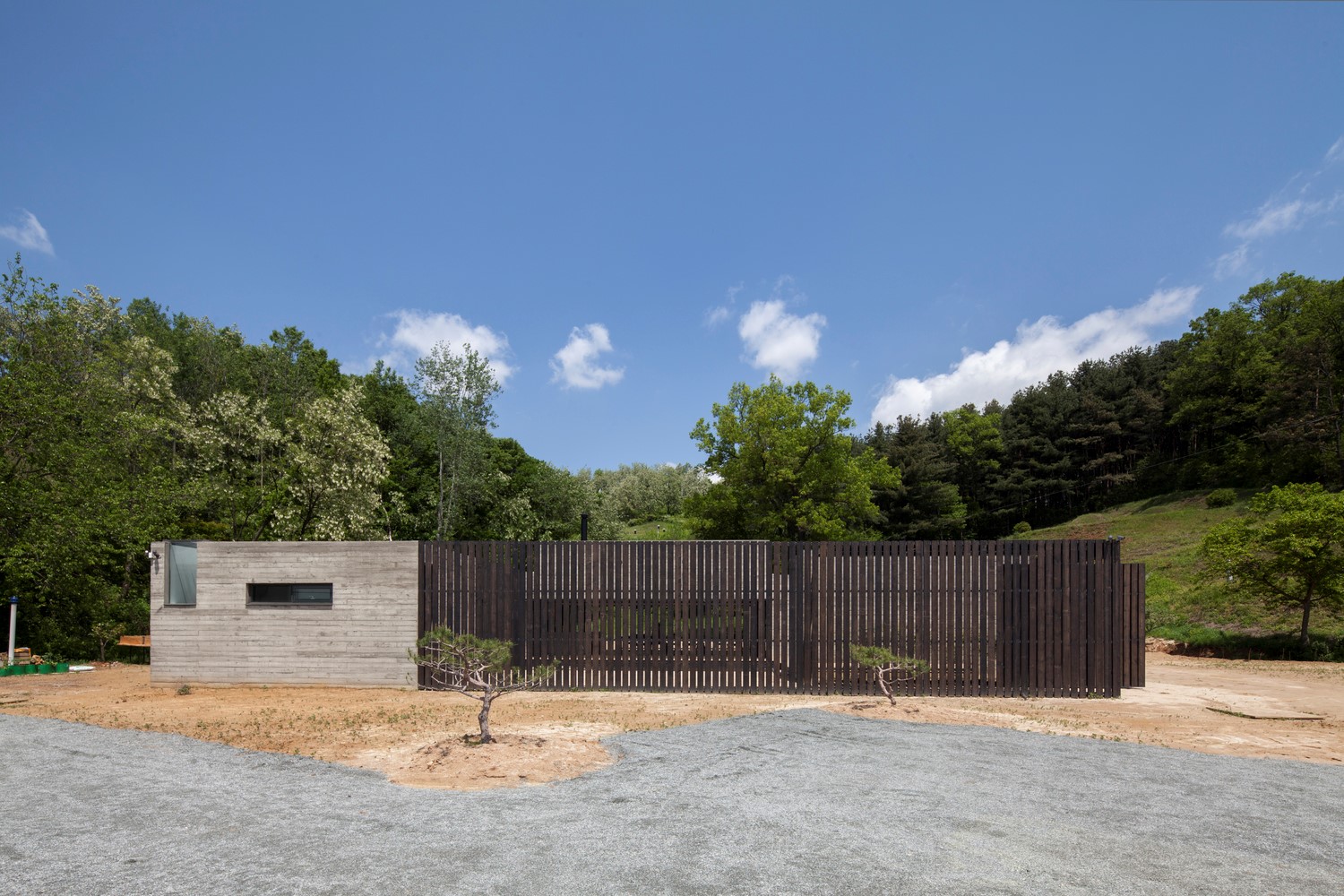 韩国蒲公英,韩国野生蒲公英的种植