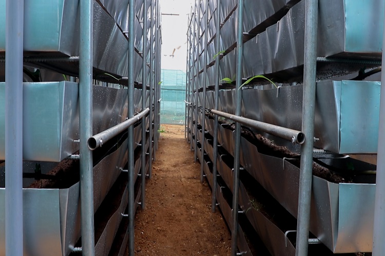 野姜黄种植技术视频,姜黄种植技术及亩收益