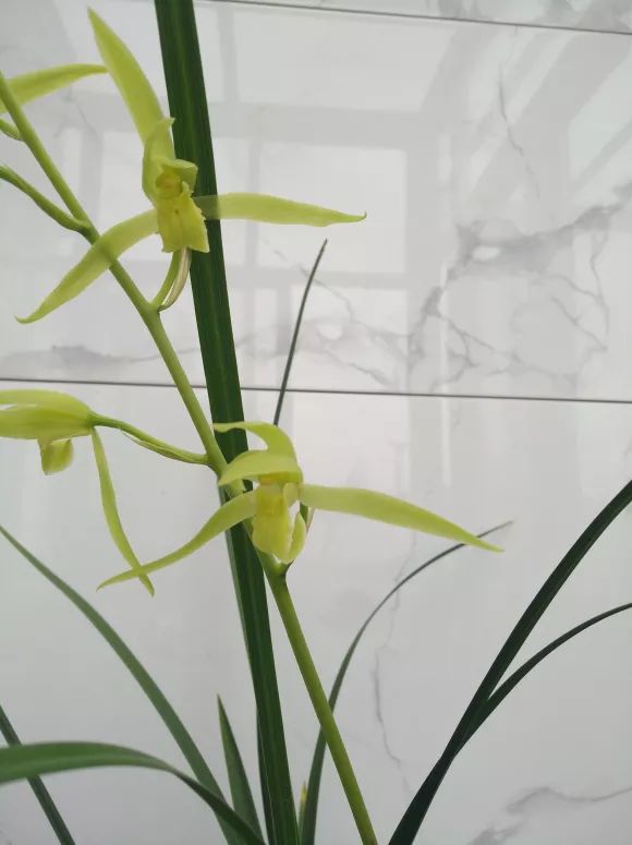 如何快速鉴别兰花好坏,怎么快速辨别兰花好坏