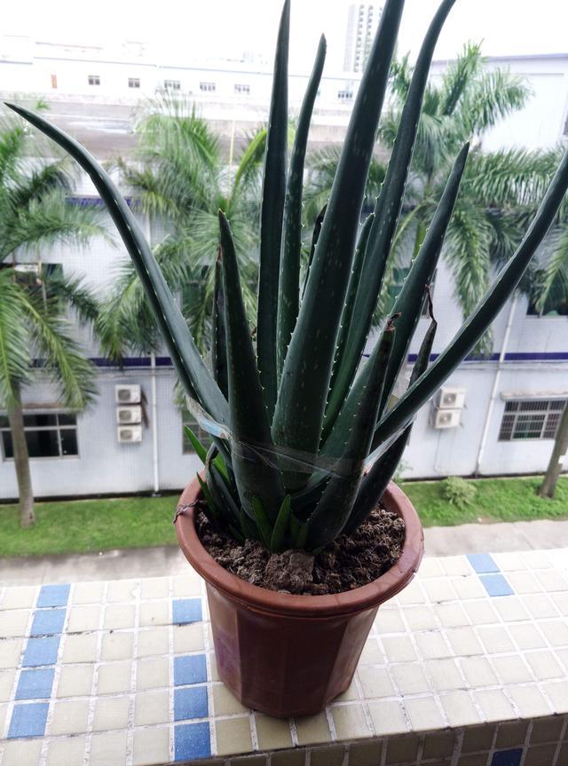 油烟机里边的废油该怎么拿来养花,用废油养君子兰