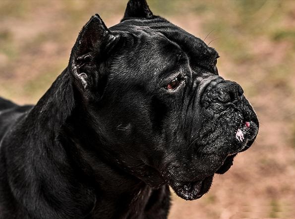 带刀侍卫的卡斯罗犬,带刀侍卫卡斯罗