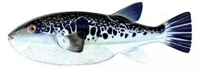 有毒但是很鲜的鱼,有毒但是可以治病的草