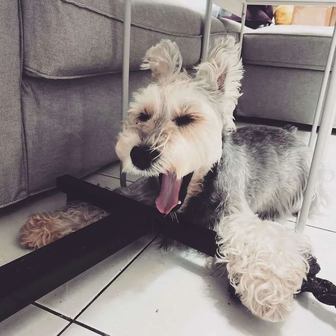 怎么纠正狗狗吃东西躲着人,小狗狗乱吃东西怎么吐出来