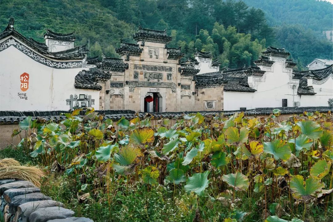 比乌镇安静比南浔古朴,藏不住了这里有最炫秋色