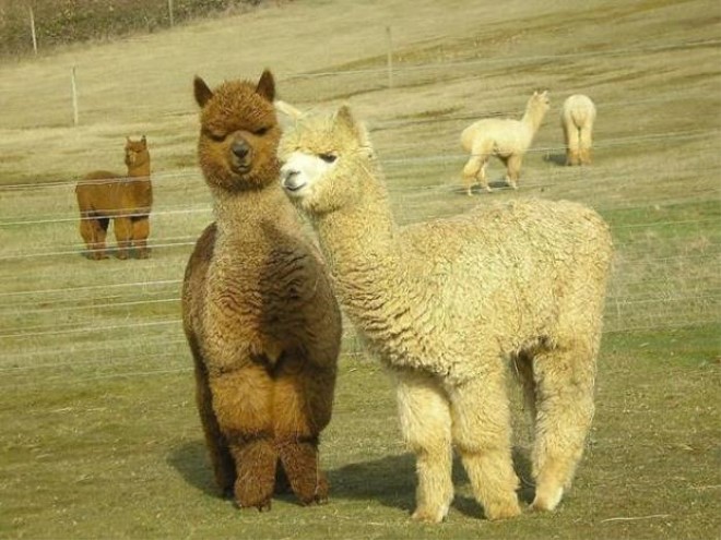 山西是古代兵家必争之地么,山西自古以来就是兵家之地