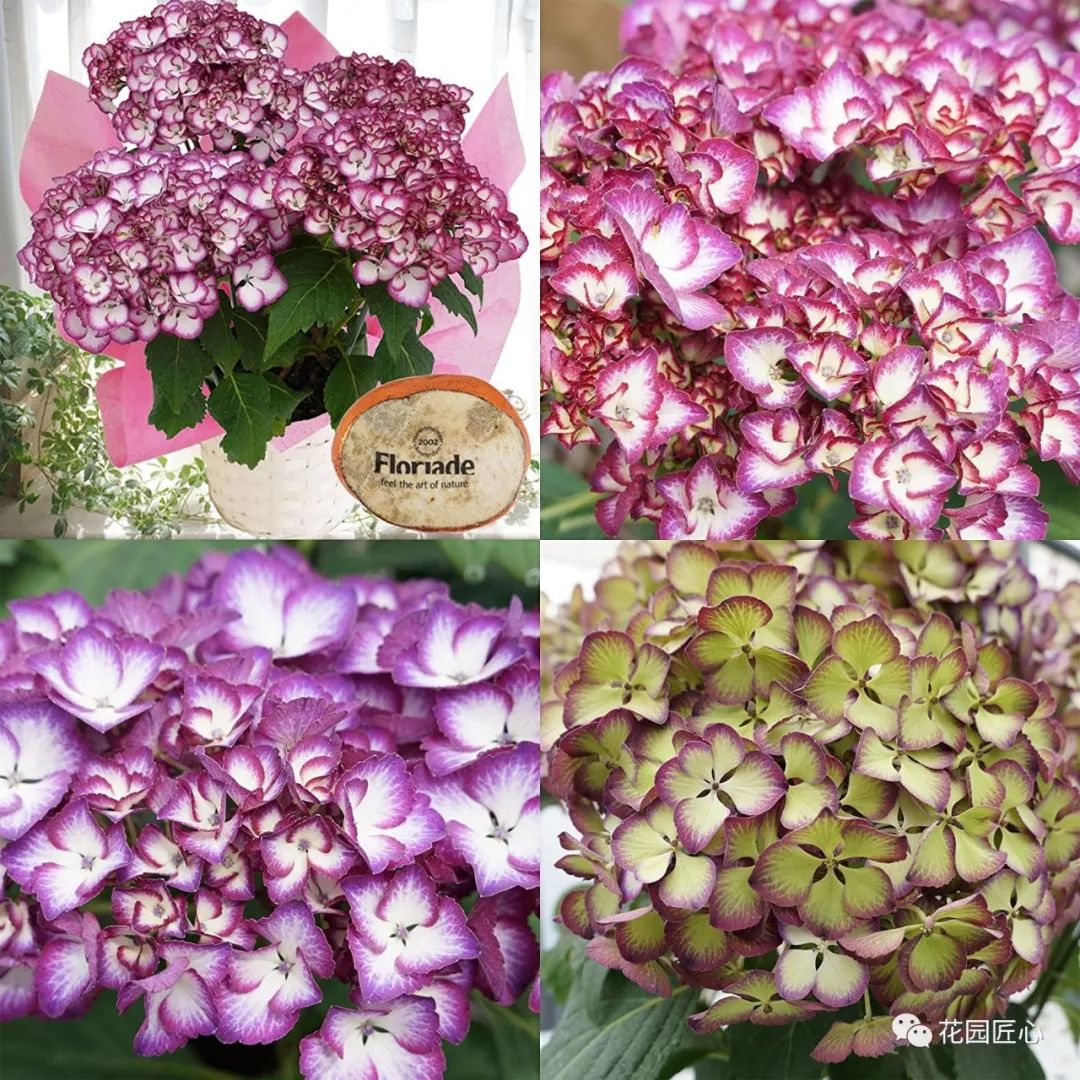 最漂亮的十种绣球,最省心的绣球