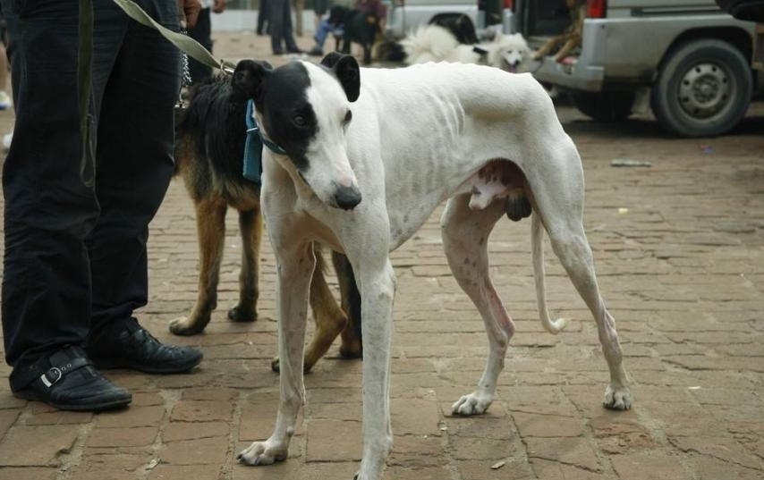 狗狗尿液很粘还瘦了是怎么回事,狗狗太瘦了怎么补救