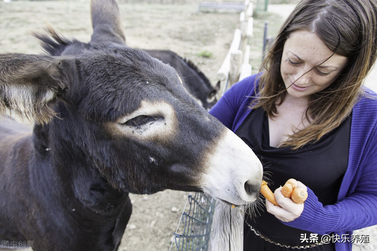 驴价大涨以后养驴有前景吗,养驴驴价