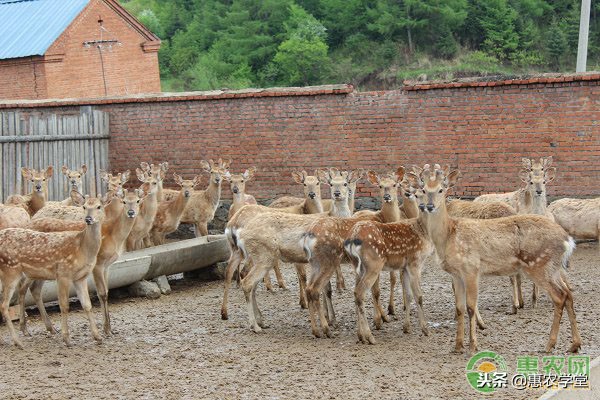 农村常见名贵药材,药用价值很高的一种名贵药材