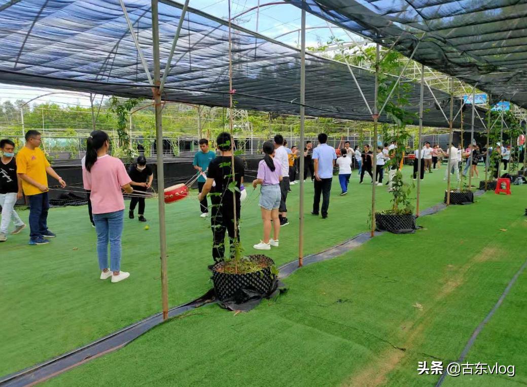 九龙生态农业园怎么样,九龙生态园