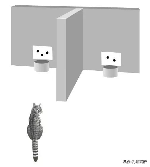 猫比狗聪明吗知乎,猫比狗诚实吗