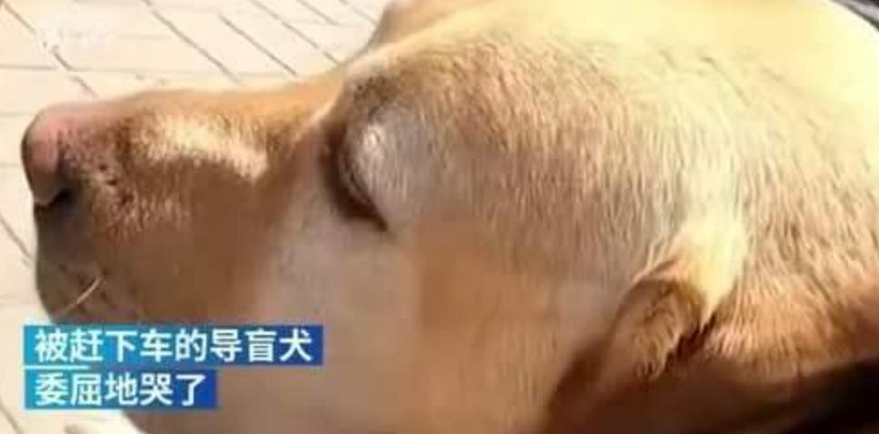 豆瓣9分的岛国作品，这“不良少年”实力吊打国产油腻“霸总！”