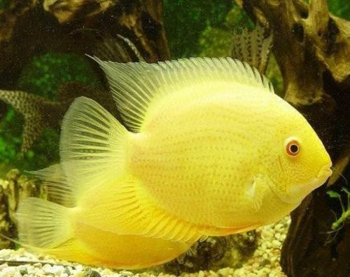 观赏鱼种类大全,观赏鱼鲨鱼的种类