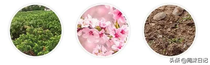 早熟的黄油桃,黄油桃无毛