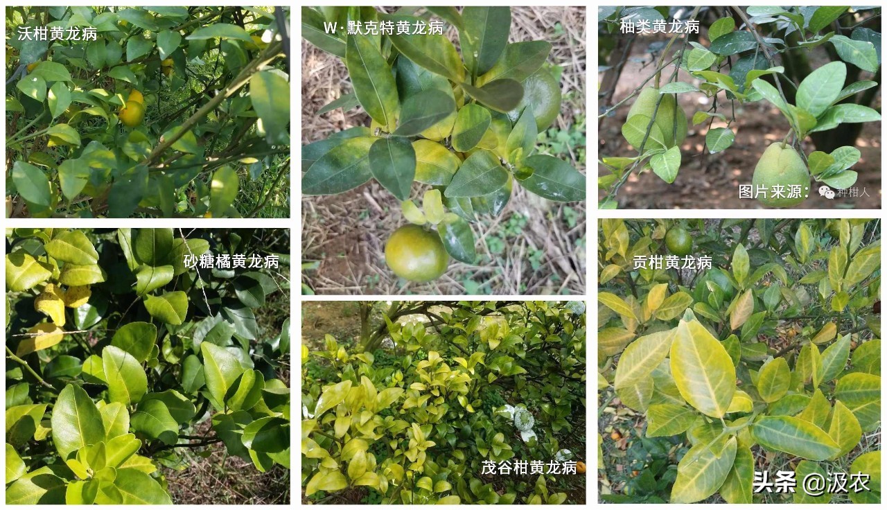 黄龙病对柑橘果园的危害,柑橘黄龙病根治方法