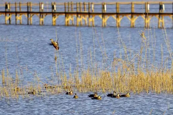 魔都一线江景酒店,魔都滴水湖酒店