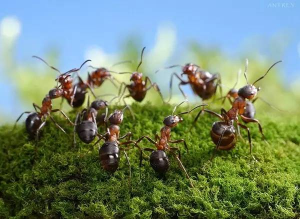 用拟黑多刺蚁防治红火蚁,白蚁红蚁黄蚁黑蚁都能轻松搞定