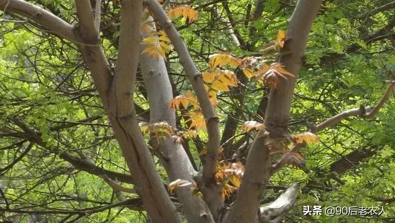 比较适合在农村创业的项目有哪些,在农村创业哪些项目最适合做