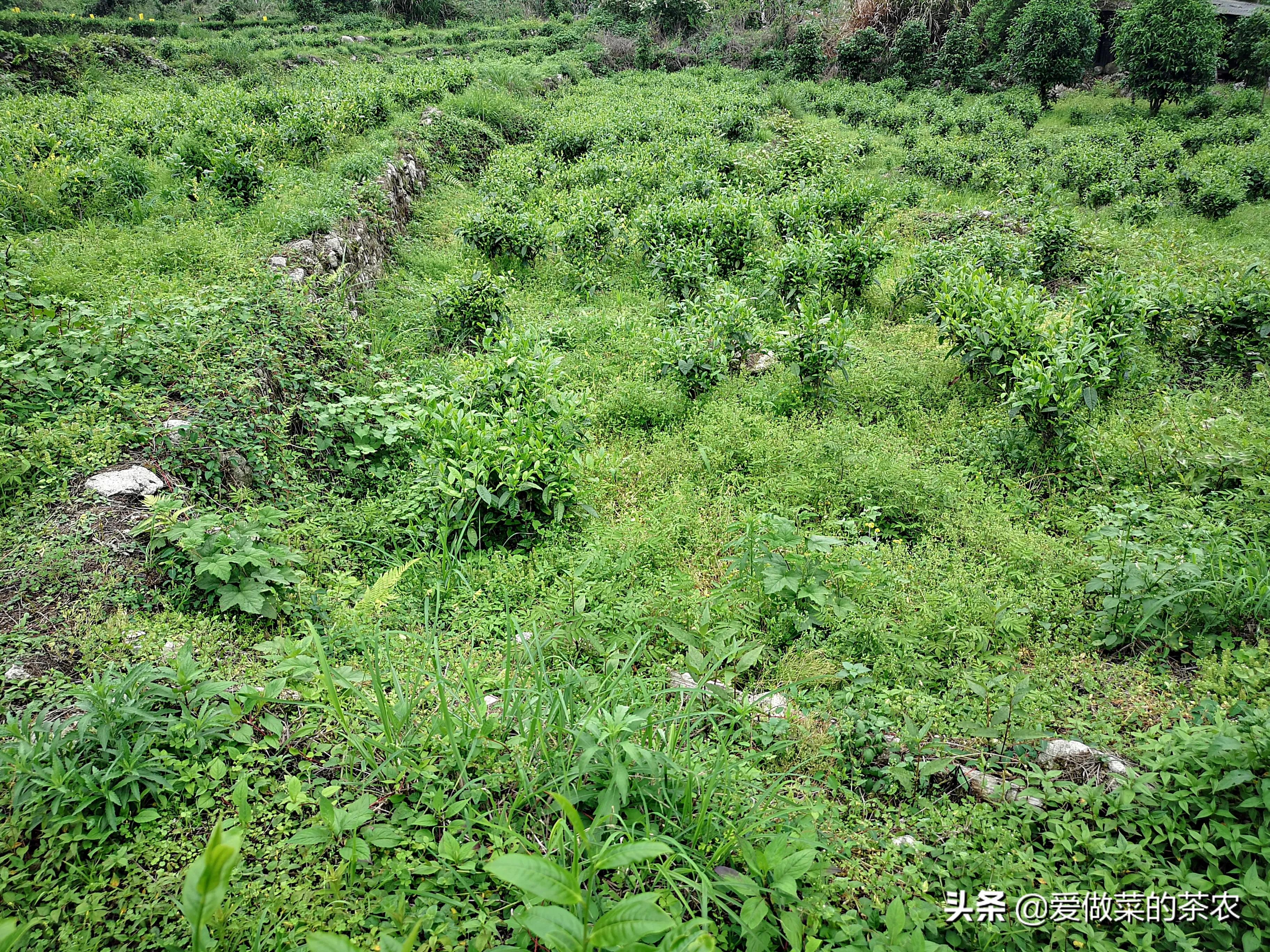 喝茶时喝到茶叶不同的反应,喝茶看叶底看的是什么
