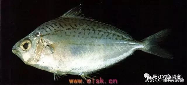 中国本土最便宜的鱼10种,哪些鱼档次又高又便宜