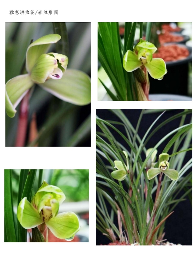阳台养兰春兰品种推荐,兰友喜欢的春兰品种排名