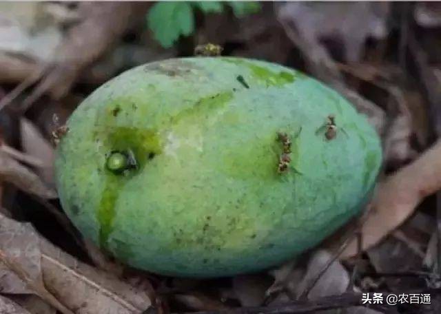 芒果果实蝇防治,芒果果实蝇虫害最佳防治方法