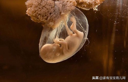 怀孕后喘不上气对胎儿有影响吗,怀孕后呼吸不顺畅心慌心跳加快