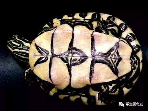 真假李逵——我们买到的“大河甜甜圈”是何许龟也？