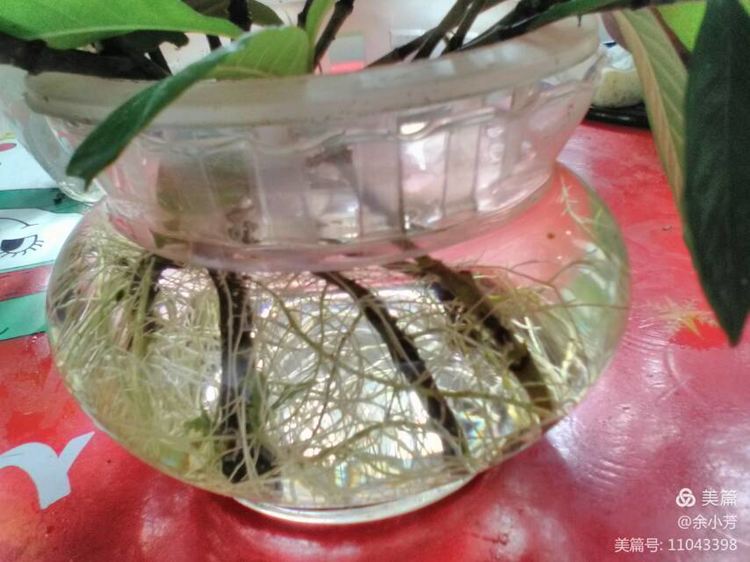 栀子花开舞蹈视频,栀子花开何炅