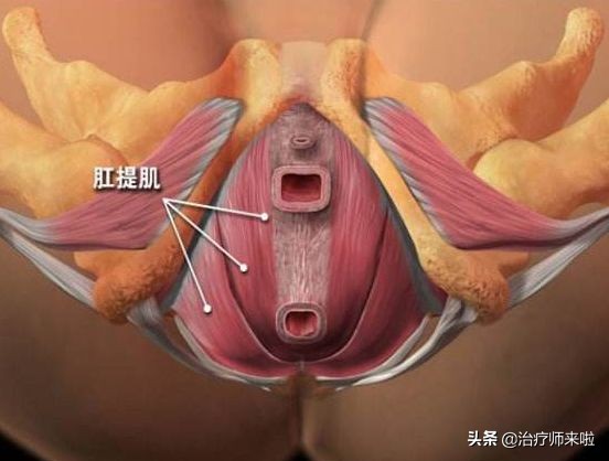 盆底功能障碍的康复——理论基础篇