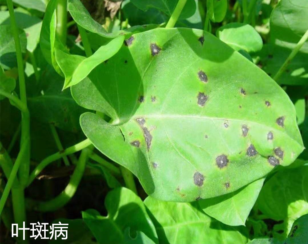 空心菜叶子有几种病害,空心菜能治什么病