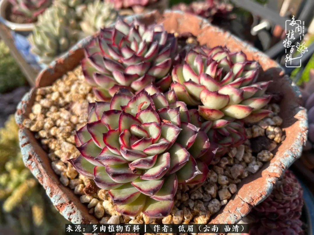 多肉植物百科如何投稿,感谢多肉植物百科的陪伴