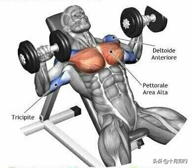 练胸大肌的十个动作,练胸的基本9个动作哑铃