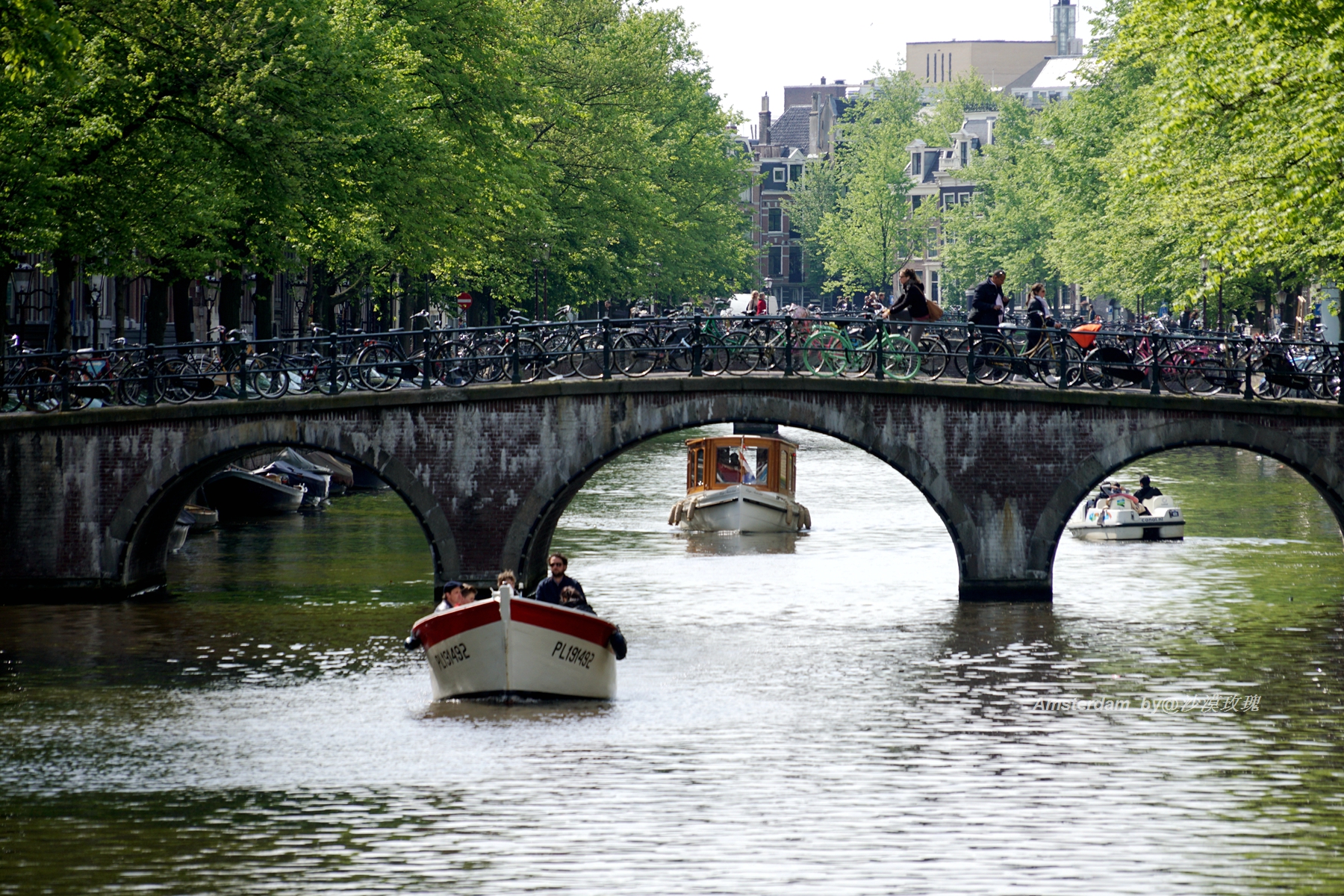 带你观赏荷兰郁金香,荷兰郁金香花海什么时候开