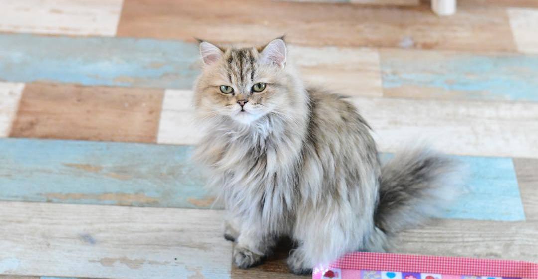 猫隐球菌感染有什么症状,猫咪隐孢子虫怎么治疗效果最好