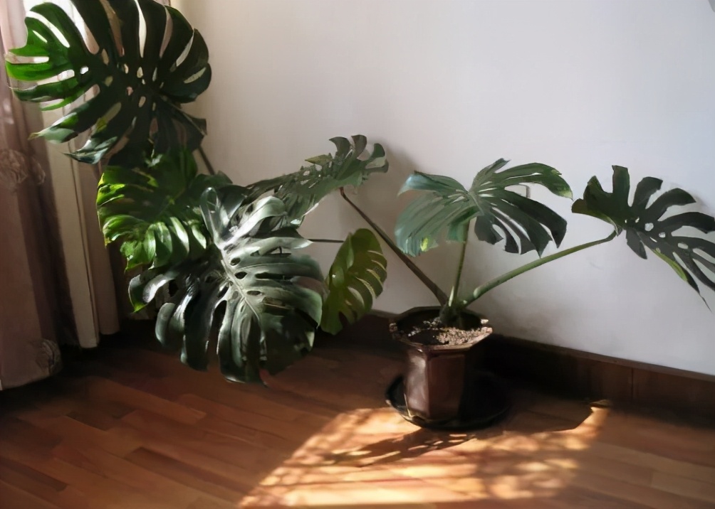 吸甲醛和苯的植物多久可以见效,卧室放什么植物吸甲醛最好